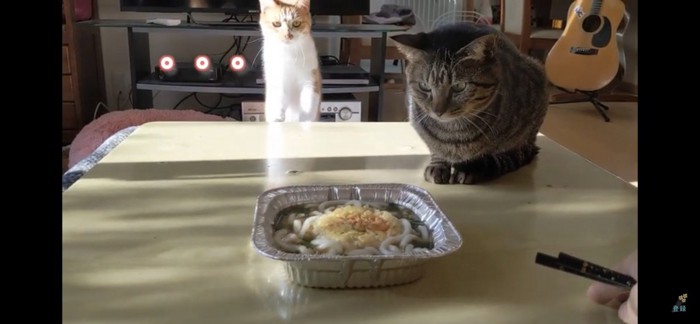 うどんの前で座る猫