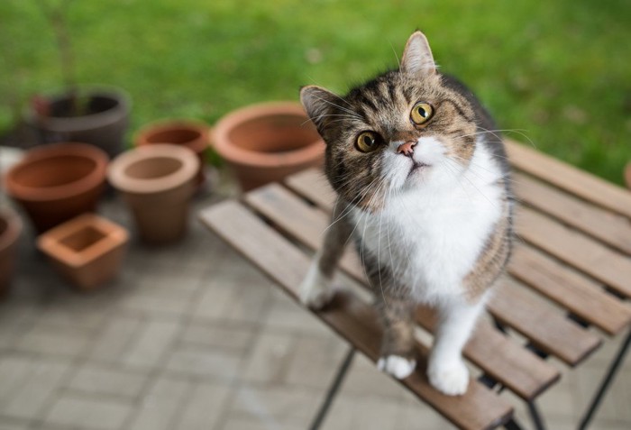 落ちそうな猫