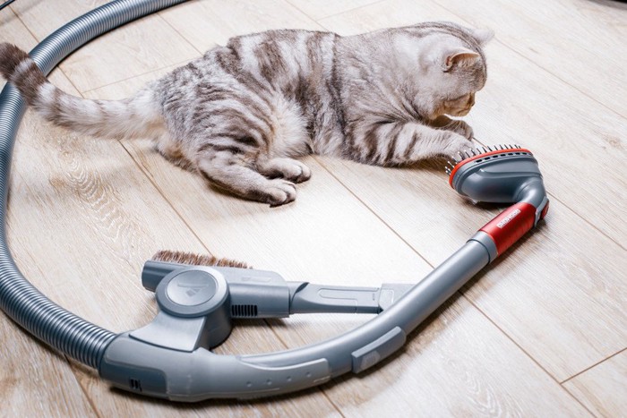 掃除機の横にいる猫