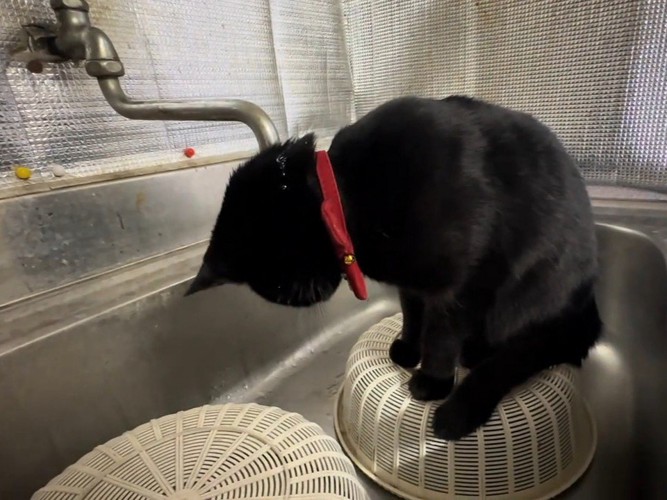 下を向いている猫