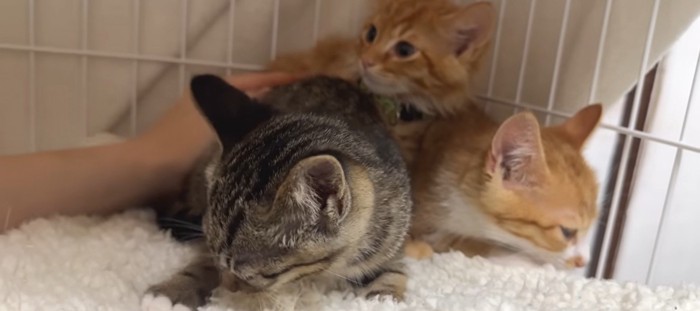 ケージの中にいる3匹の子猫