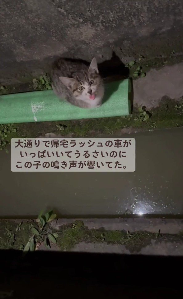 ドブで鳴いている子猫