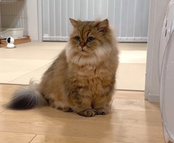 茶色猫