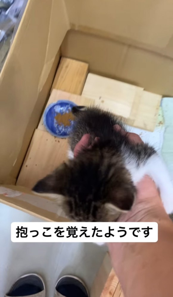 子猫を持ち上げる人の手