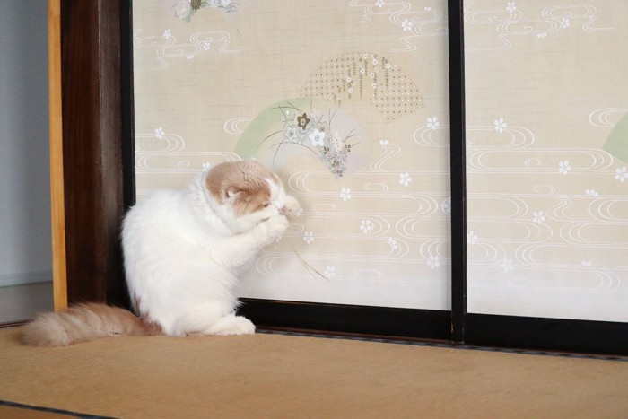 ふすまに体を近づける猫