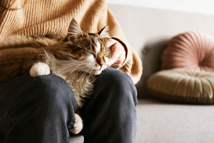 女性の膝の上で寝そうな猫