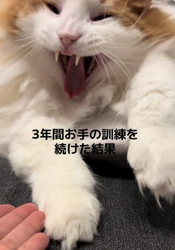 大あくびをする猫