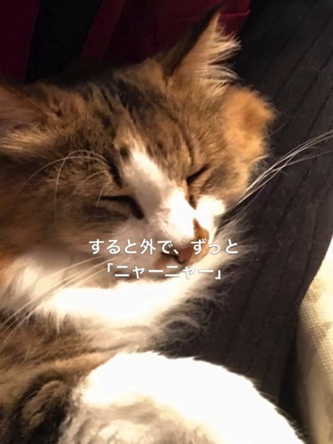 目を閉じている猫