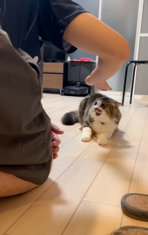 口を閉じる猫
