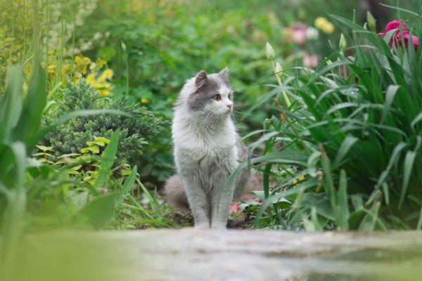 草むらの中にいる猫