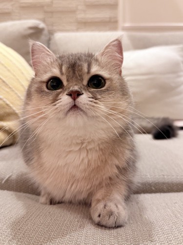 見つめる猫