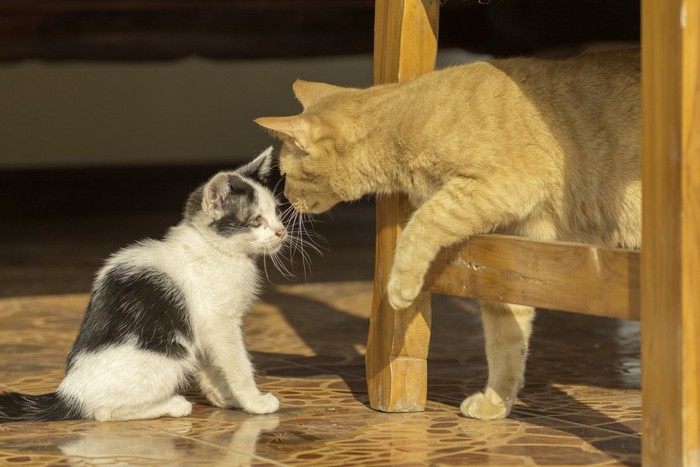 匂いを嗅ぎあう猫