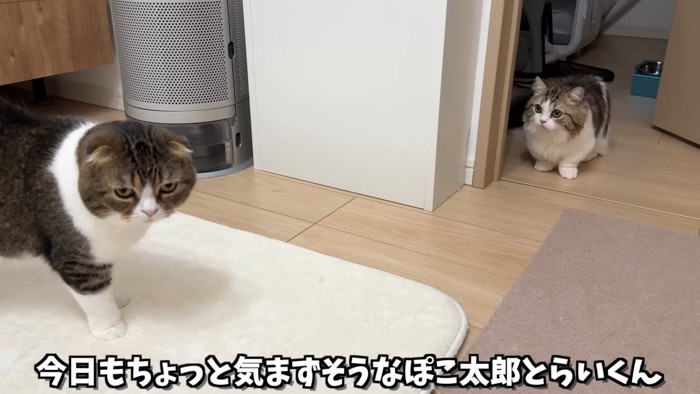 折れ耳猫を見る子猫