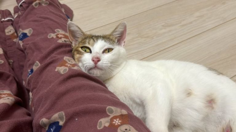 甘えている猫