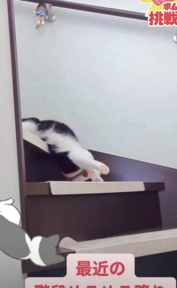 身体をそり返している猫