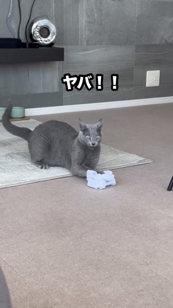 猫が『パパの脱ぎたての靴下』を嗅いだ結果…