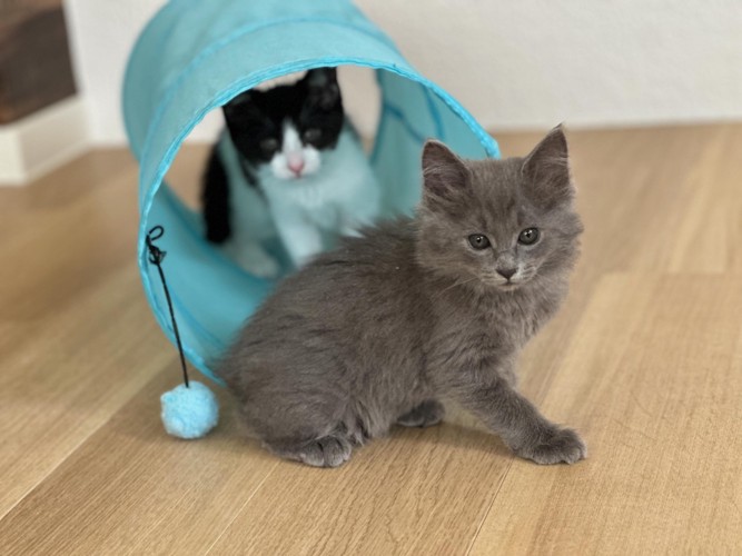 トンネルで遊ぶ子猫たち