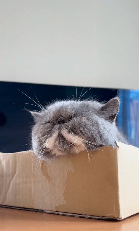 ダンボールでくつろぐ猫