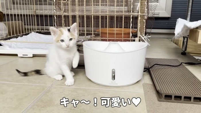 水の機械の横にいる子猫