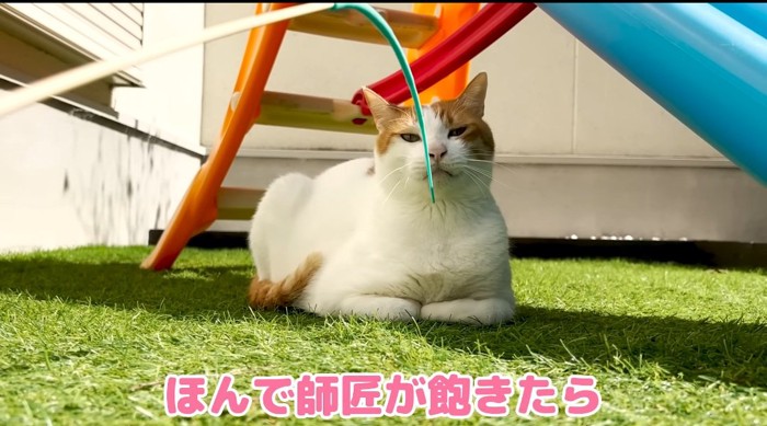 香箱座りの猫