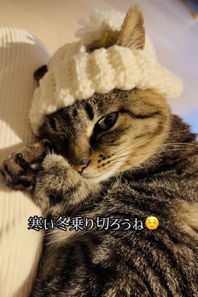 手作りニット帽をかぶってママの膝の上でくつろぐキジトラ猫