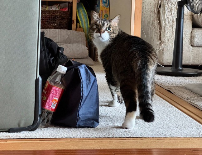振り返る猫