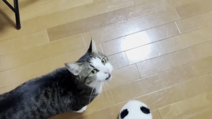 キッチンでママに向かって鳴くキジ白猫