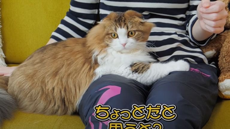 膝に乗っている猫