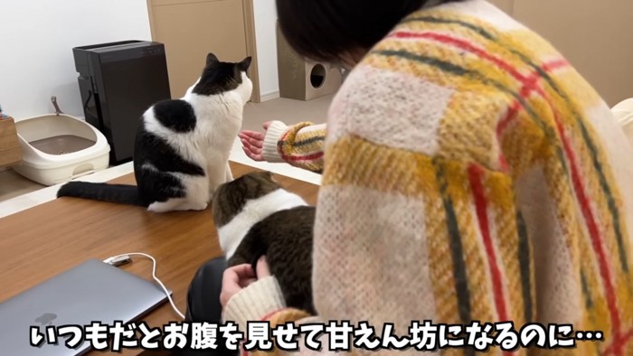 手を伸ばす人と顔を背ける猫