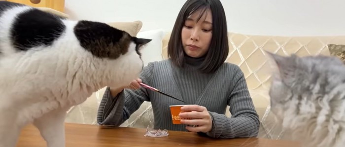 机の上にいる2匹の猫