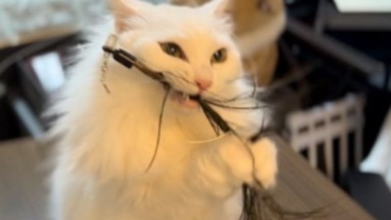 室内にいる猫