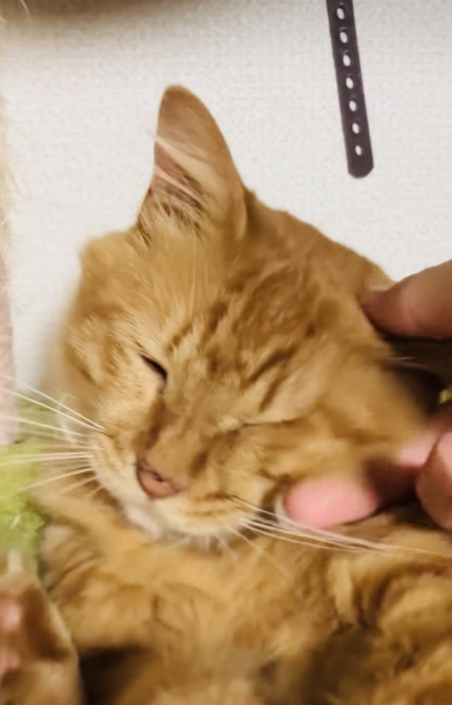 キャットタワーのハンモックで飼い主さんに撫でられる猫