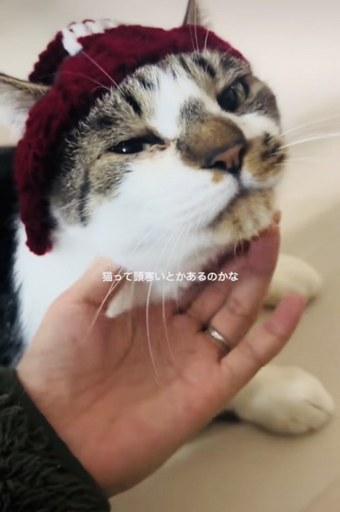 手編みニット帽をかぶってママに撫でられるキジ白猫