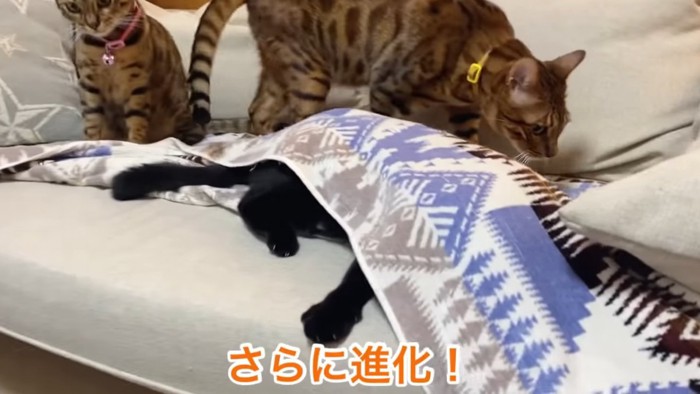 ソファのカバーの下に入る猫