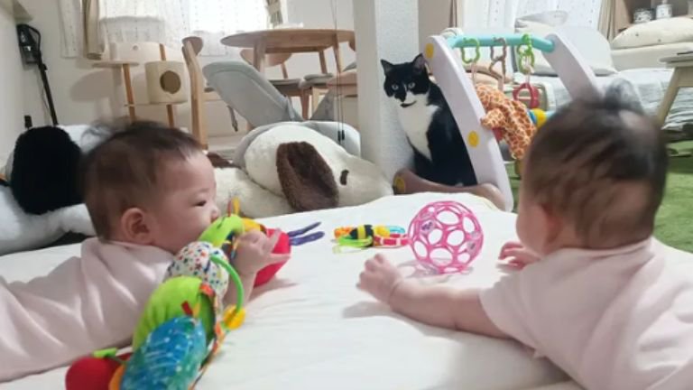赤ちゃんと猫