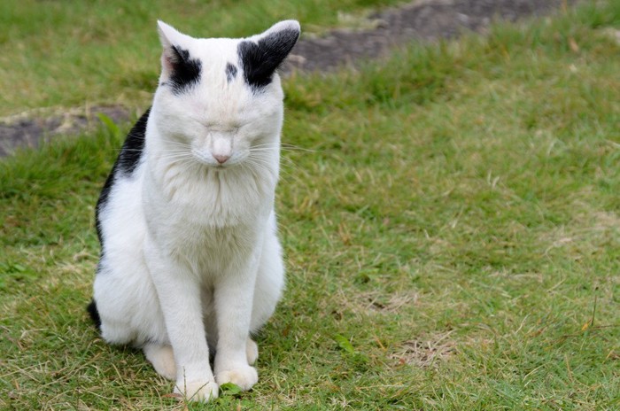 目をつぶる白黒猫