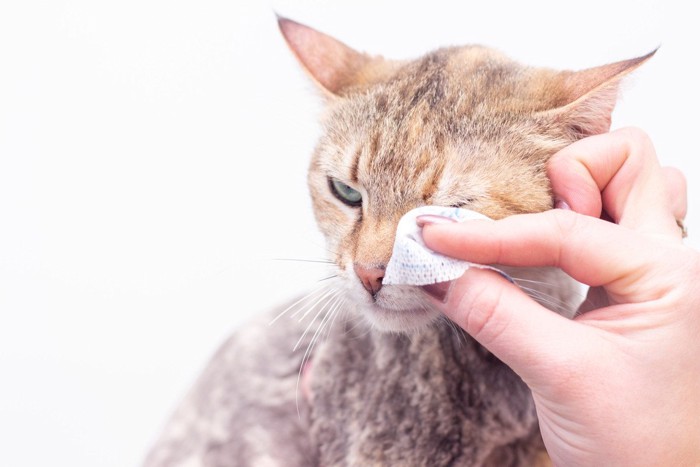 猫の目を拭く女性の手