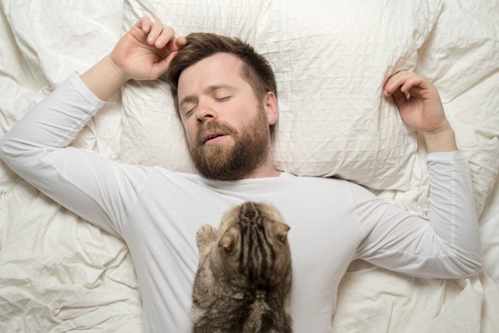 体の上で寝る猫