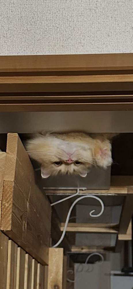 ドアの上から逆さまになって顔を出す茶色い猫