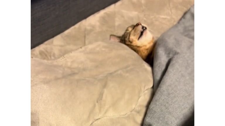 こたつで眠る猫