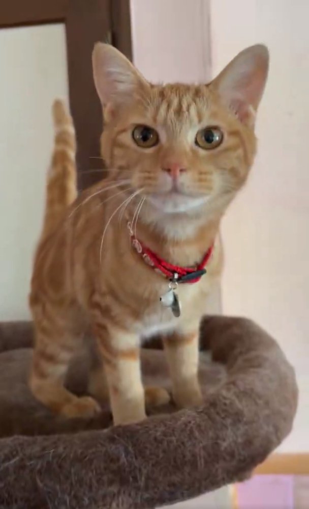 見つめる子猫