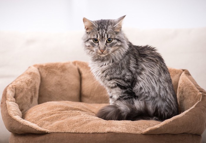 猫用のベッドに座っている猫