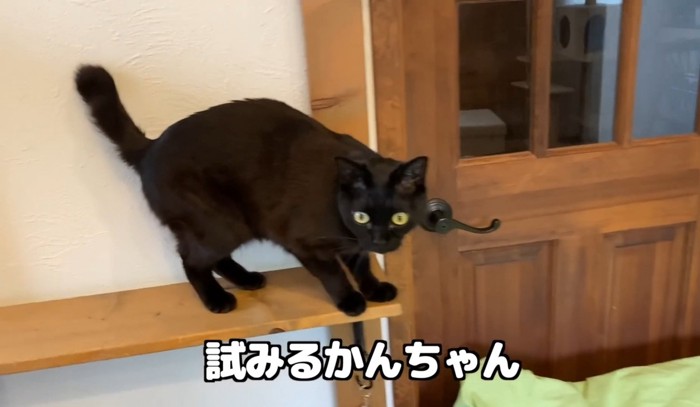 ドアの横の台に乗る黒猫