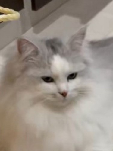 考え事をしているサイベリアンの猫