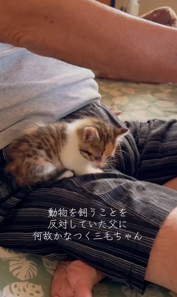 脚の上にのっている子猫