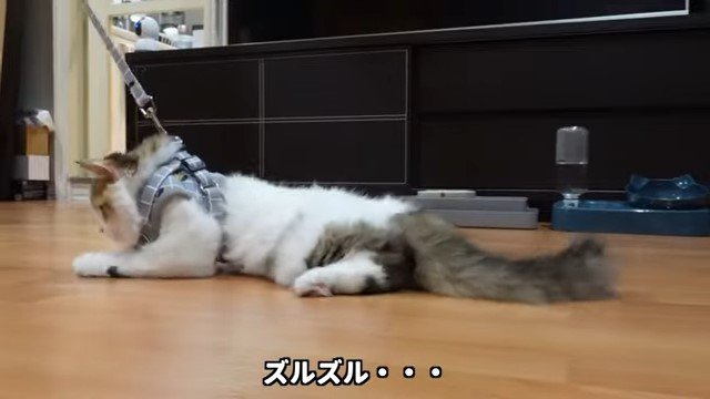 引きずられる猫