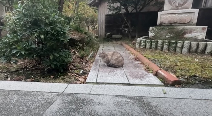 サビ猫