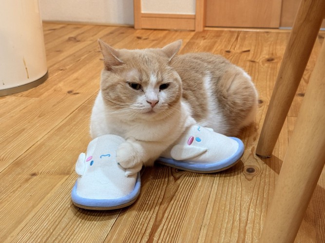 スリッパに座る猫