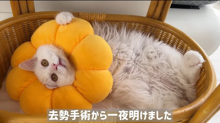 ヘソ天する猫