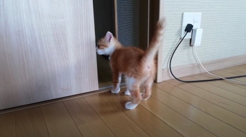 部屋から出て行こうとする1匹の子猫